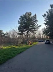 ijëÿíêà 9,3 ñîòêè ó ñ. ˳ñêè! ÌÎÐÑÜÊÀ ÑÒÎÐÎÍÀ! ôîòî 4 ijëÿíêà 9,3 ñîòêè ó ñ. ˳ñêè! ÌÎÐÑÜÊÀ ÑÒÎÐÎÍÀ! ôîòî 4