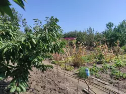 ��������� ������ �����������, �����, �������, �������� ���� 9