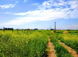 Ділянка 10 соток у с. Олександрівка (Лиманський р-н)! Гарна ціна! фото 1 Ділянка 10 соток у с. Олександрівка (Лиманський р-н)! Гарна ціна! фото 1