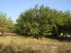 Продаж ділянки в селі Протопопівка фото 1 Продаж ділянки в селі Протопопівка фото 1