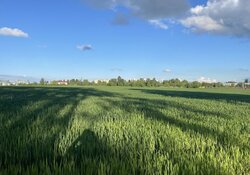 Продаж земельної ділянки під житлову забудову. фото 3 Продаж земельної ділянки під житлову забудову. фото 3