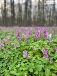 ������ �������� ������ �� ������� �������� �� ���. ����� ����������, ����� 82 ����� ���� 1