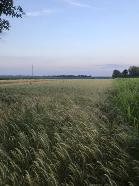 Продаж земельної ділянки, с. Сорокотяги фото 1 Продаж земельної ділянки, с. Сорокотяги фото 1