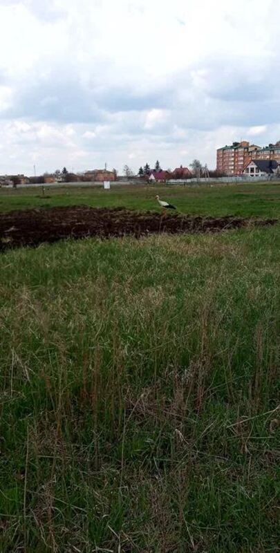 Продаж зем.діл. 10 сот с.Фурси фото 1 Продаж зем.діл. 10 сот с.Фурси фото 1