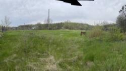 Продаж ділянки, Гайок фото 2 Продаж ділянки, Гайок фото 2