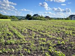 Продаж ділянки, с.Томилівка фото 1 Продаж ділянки, с.Томилівка фото 1