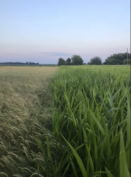 Продаж земельної ділянки, с. Сорокотяги фото 2 Продаж земельної ділянки, с. Сорокотяги фото 2