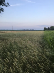 Продаж земельної ділянки, с. Сорокотяги фото 1 Продаж земельної ділянки, с. Сорокотяги фото 1